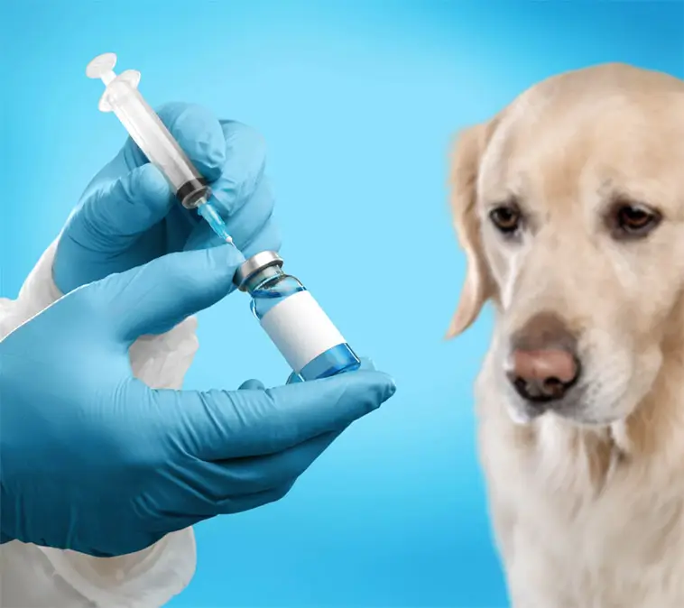Vaccinskepsism sprider sig – nu tvekar fler att skydda sina husdjur