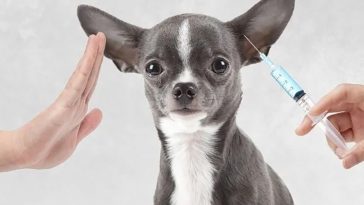 Vaccinskepsism sprider sig – nu tvekar fler att skydda sina husdjur