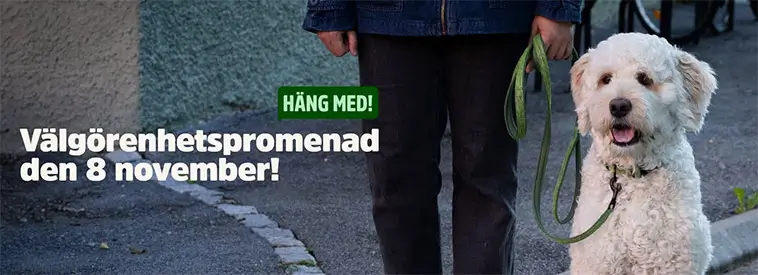 Sverige går för hundarnas hälsa – välgörenhetspromenad ska bryta negativ trend