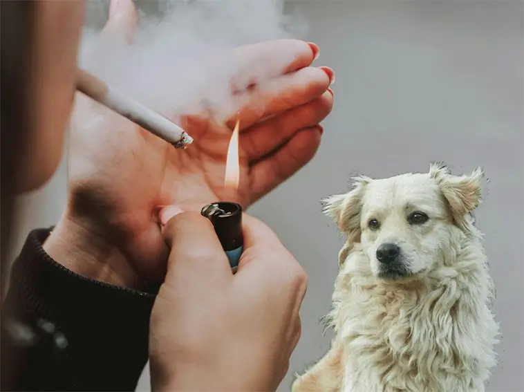 Veterinärer varnar: Vanlig vardagsvana kan göra husdjur allvarligt sjuka