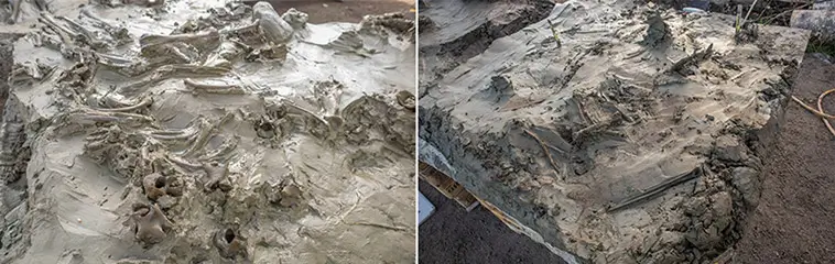 Varför offrades hunden? Det 5 000 år gamla fyndet förbryllar forskarna