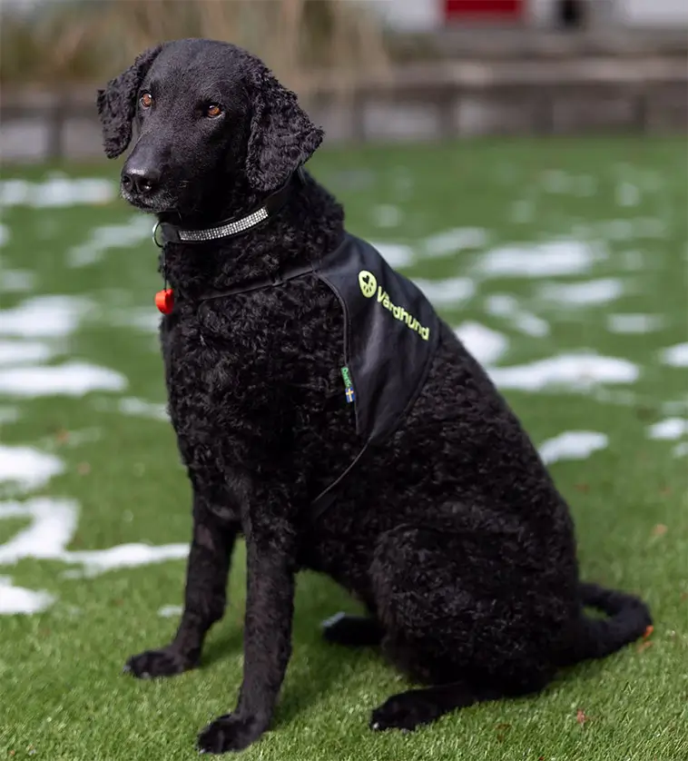 Hon som når fram när orden inte räcker – Stina utsedd till Årets tjänstehund 2025
