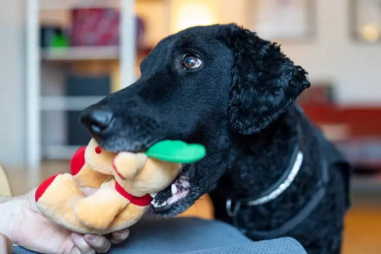 Hon som når fram när orden inte räcker – Stina utsedd till Årets tjänstehund 2025