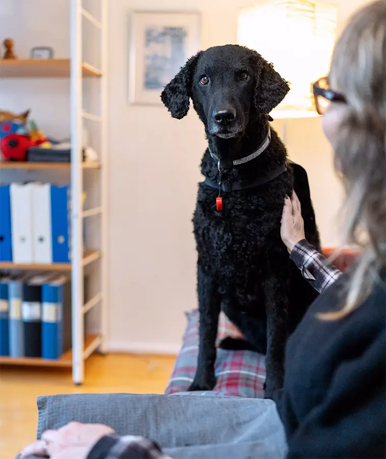 Hon som når fram när orden inte räcker – Stina utsedd till Årets tjänstehund 2025