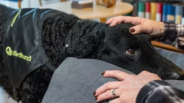 Hon som når fram när orden inte räcker – Stina utsedd till Årets tjänstehund 2025