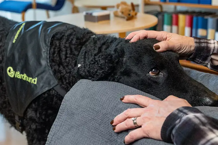 Hon som når fram när orden inte räcker – Stina utsedd till Årets tjänstehund 2025