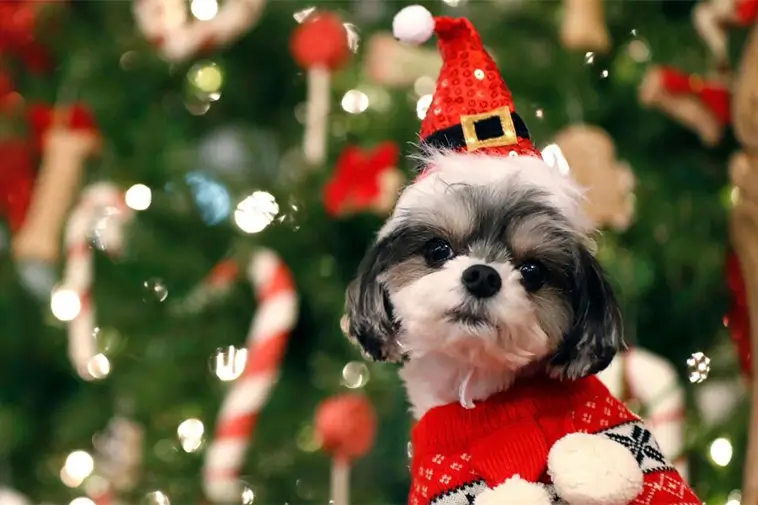 Hundtränaren varnar inför julen: "Ta bort detta från hemmet!"