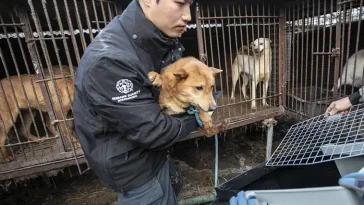 Hundköttet förbjuds i Sydkorea – men hundarnas framtid är oviss