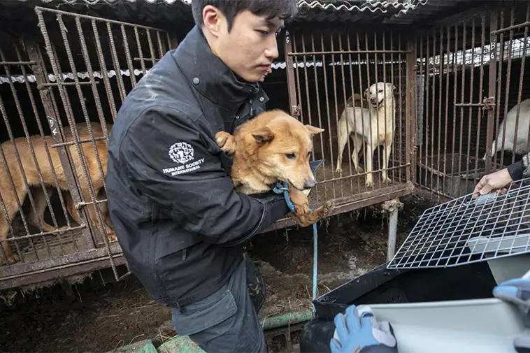Hundköttet förbjuds i Sydkorea – men hundarnas framtid är oviss