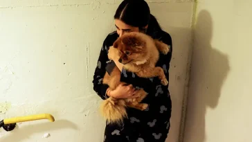 Om kriget kommer – så tryggas din hund när samhället sätts på prov