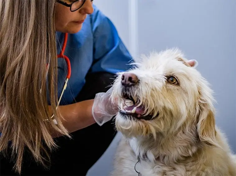 "Alla känner någon" – veterinärer slår larm om självmord