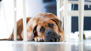 Fem smarta sätt att underhålla din hund när den är ensam hemma