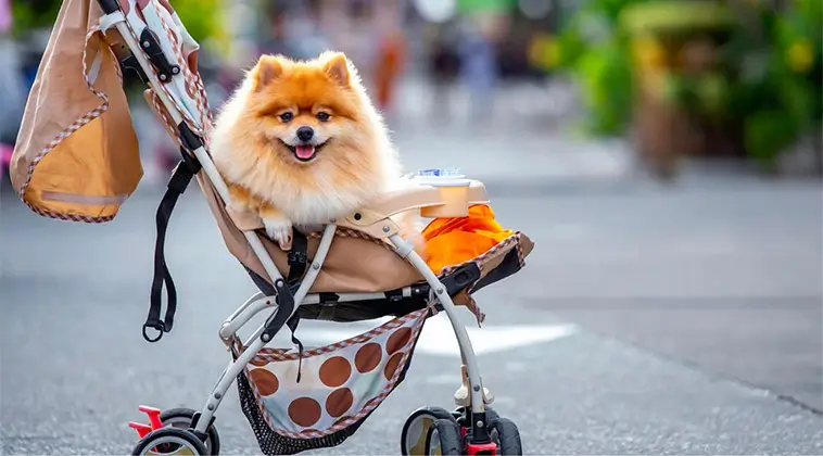 Hundtränaren: Fem typer som aldrig bör ha en hund