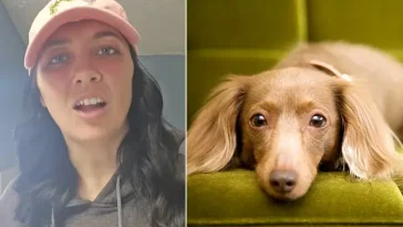 Hundtränaren: Fem typer som aldrig bör ha en hund