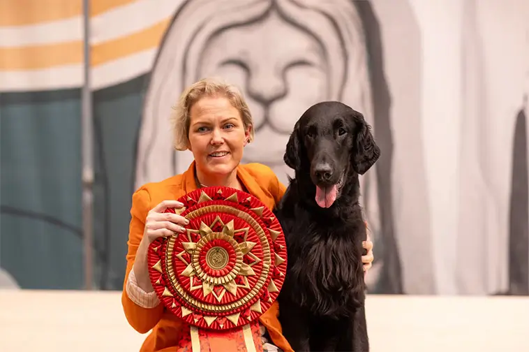 Dalahund skriver historia – Flatcoated Retrievern Kråkan koras till "Årets Utställningshund 2025"