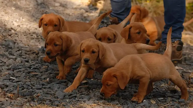 Labradoren fortsätter dominera när Haninge blir allt hundtätare