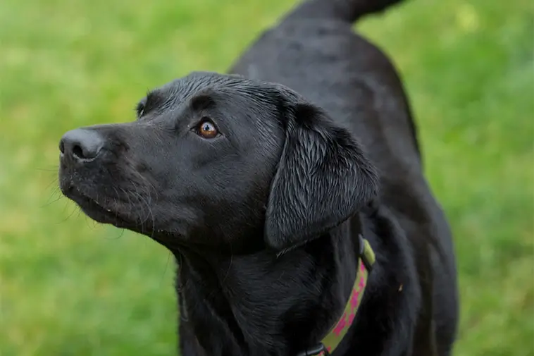 Labradoren fortsätter dominera när Haninge blir allt hundtätare