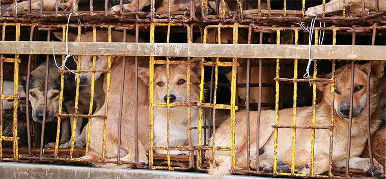 Nytt initiativ ska sätta stopp för hundkött i Vietnam