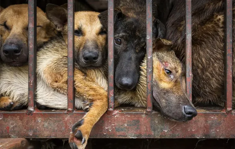 Nytt initiativ ska sätta stopp för hundkött i Vietnam