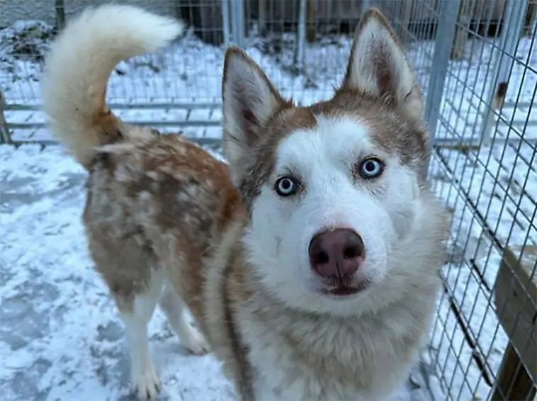 Efter omhändertagande: 20 Huskyhundar behöver nya, trygga hem