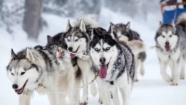 Efter omhändertagande: 20 Huskyhundar behöver nya, trygga hem