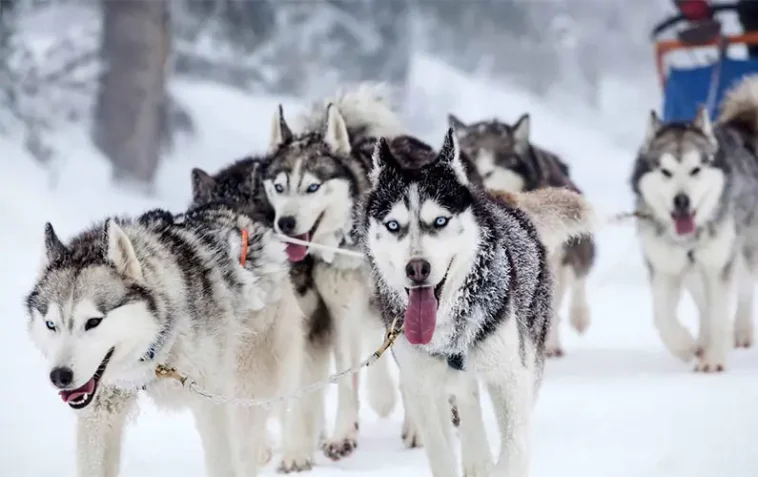 Efter omhändertagande: 20 Huskyhundar behöver nya, trygga hem