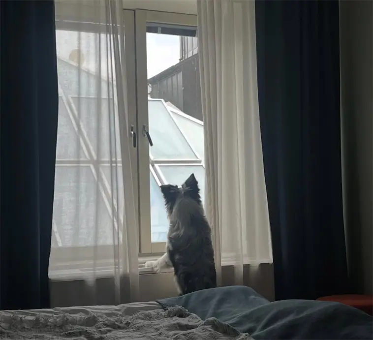 Skådespelarens hund avslöjade livsfara – räddade man ur isvak