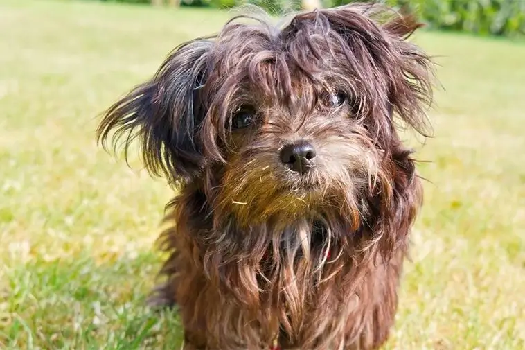 Tre nya hundraser välkomnas i USA – jakthund, terrier och knähund tar plats hos AKC