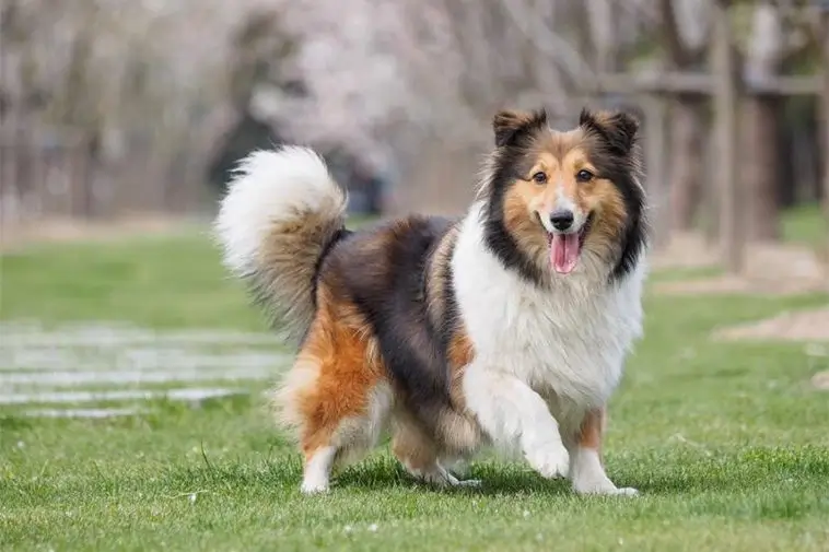 Hundfrisören varnar: Därför ska du inte raka de här 14 hundraserna