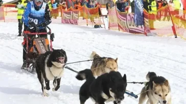 Sydengelske slädhundsmästaren som jagar ännu ett VM-guld i Rumänien