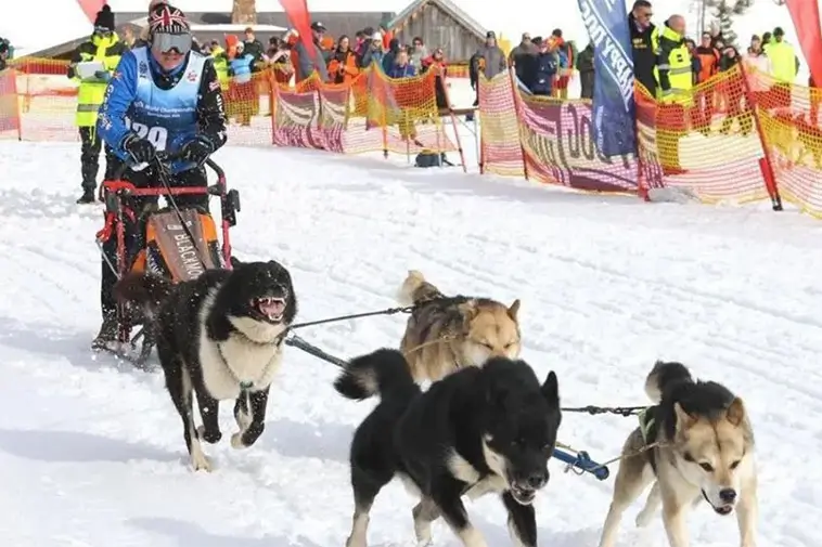 Sydengelske slädhundsmästaren som jagar ännu ett VM-guld i Rumänien