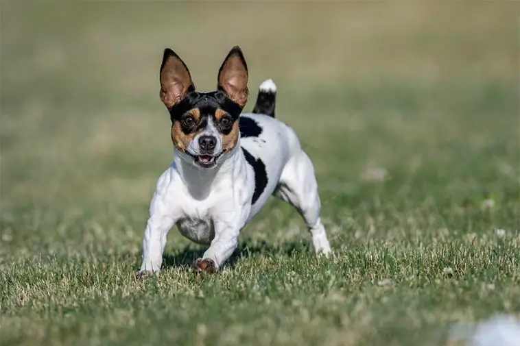 Tre nya hundraser välkomnas i USA – jakthund, terrier och knähund tar plats hos AKC
