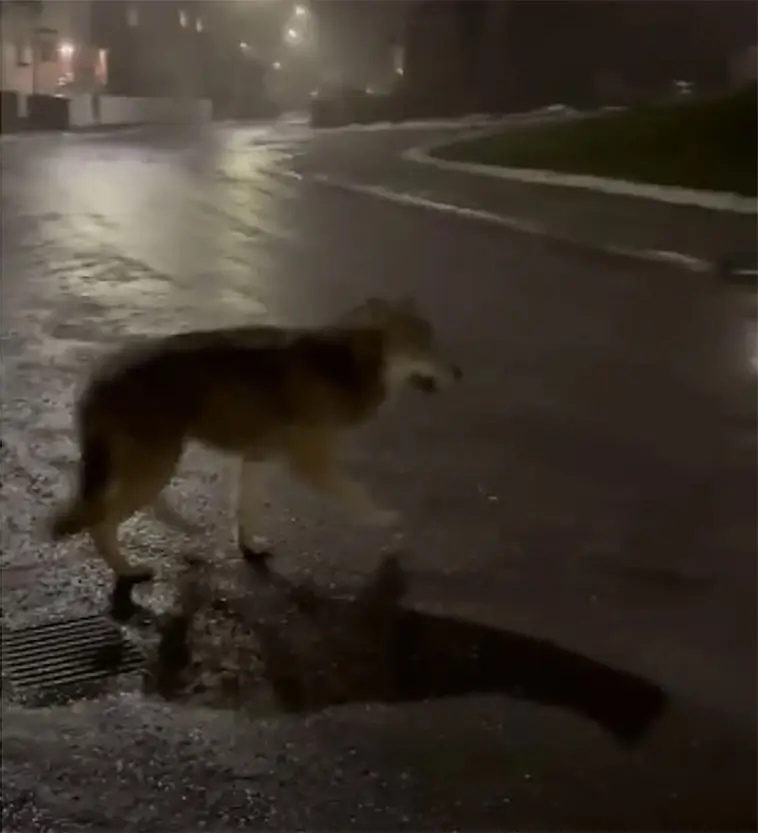 Hundpromenaden som tog en oväntad vändning – Tim mötte varg på nära håll