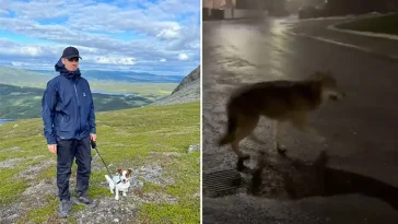 Hundpromenaden som tog en oväntad vändning – Tim mötte varg på nära håll