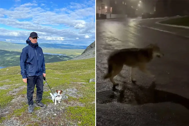 Hundpromenaden som tog en oväntad vändning – Tim mötte varg på nära håll