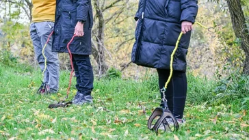 Här tränar de agility utan hund – fenomenet som förbryllar och fascinerar