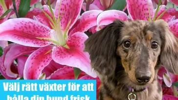 Vanliga krukväxter kan vara farliga för hundar – experter varnar under vintern