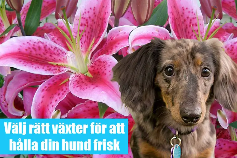 Vanliga krukväxter kan vara farliga för hundar – experter varnar under vintern