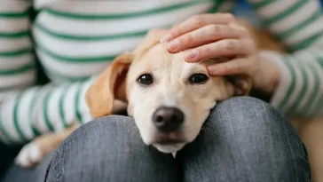 Tror du att du förstår din hund? Ny forskning avslöjar ett oväntat misstag