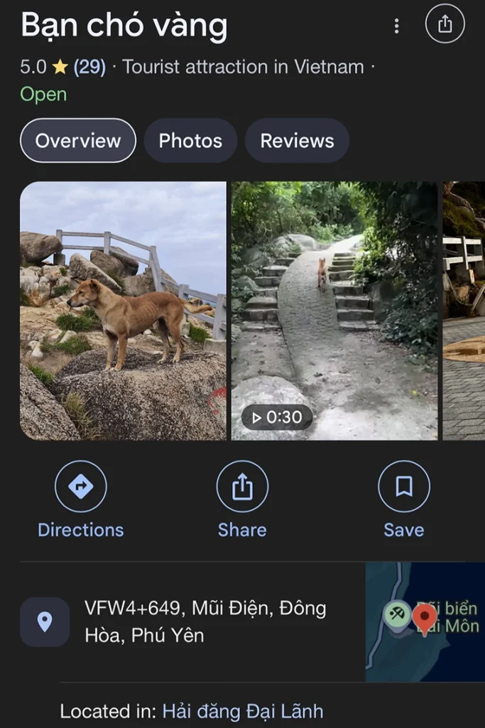 Turisternas oväntade guide – hunden som fått fem stjärnor på Google
