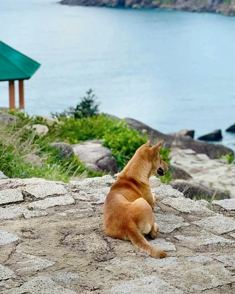 Turisternas oväntade guide – hunden som fått fem stjärnor på Google