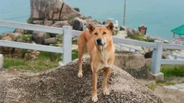 Turisternas oväntade guide – hunden som fått fem stjärnor på Google