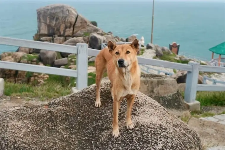 Turisternas oväntade guide – hunden som fått fem stjärnor på Google