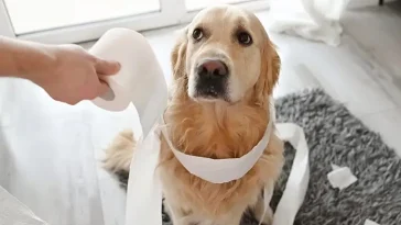 Därför älskar hunden toapapper – och vad du kan göra åt det