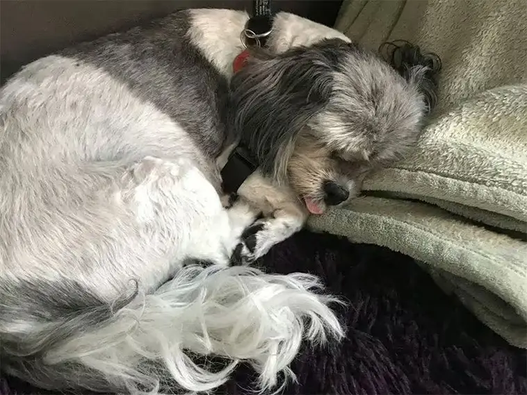"Han kände inte igen mig" – hund blev förgiftad av doftolja i hemmet