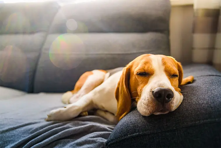 Därför suckar din hund – det handlar om mer än bara ett "djupt andetag"