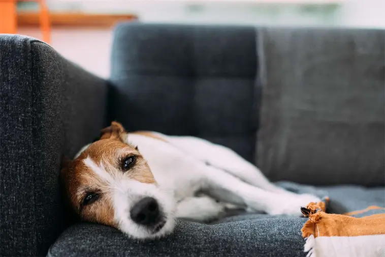 Därför suckar din hund – det handlar om mer än bara ett "djupt andetag"
