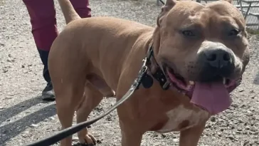 Dödlig hundattack efter relationsbråk – hundägare åtalas för grovt vållande till annans död