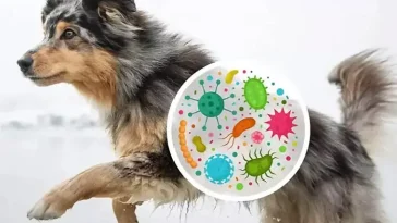 Nytt genombrott i hundforskningen: Kartlägger tarmfloran som aldrig förr
