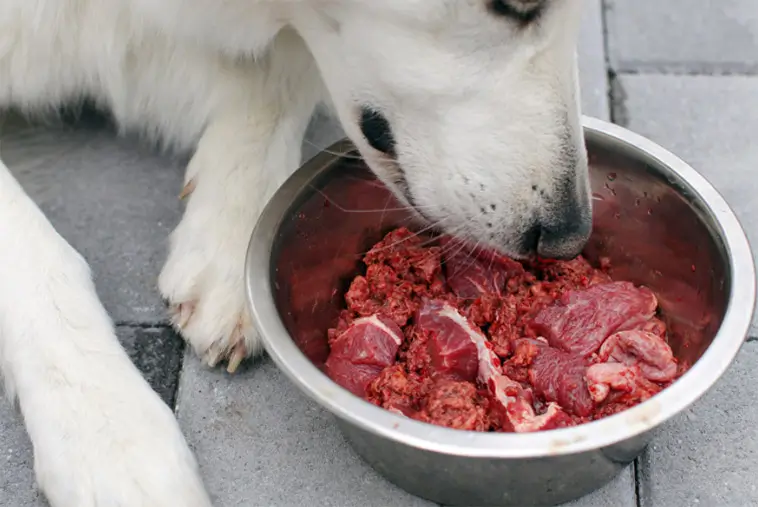 Utsläppschocken: Vissa hundfoder värre än flygbränsle